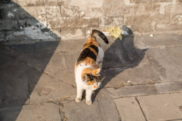 istock Cat sunbathing at the door 1075399080