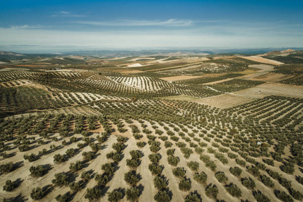 Aerial view of olive trees in Jaen Andalucia Spain Aerial view of olive trees in Jaen Andalucia Spain orchard photos stock pictures, royalty-free photos & images