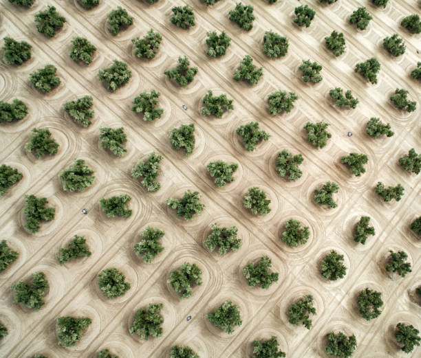 Aerial view of olive trees in Jaen Andalucia Spain Aerial view of olive trees in Jaen Andalucia Spain olive orchard stock pictures, royalty-free photos & images