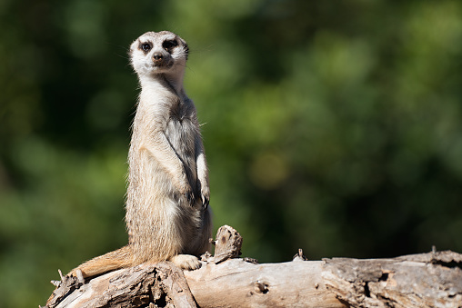 Beautiful meerkat looking staring