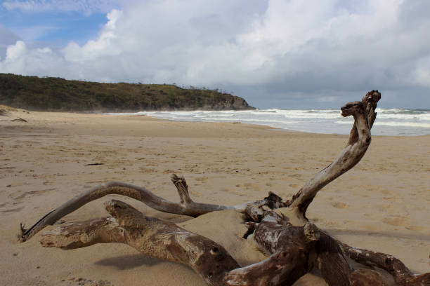 istock noosa national park 1075401028