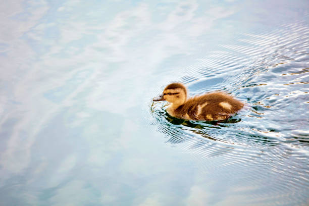 Cute little baby duckling swimming on the calm water of a pond