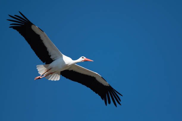 istock Flying stork under blue sky, stork flying in nature 1075402618