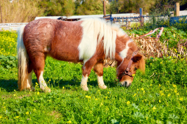 istock Cute little chestnut pony grazing 1075403238