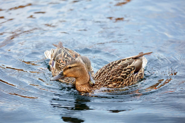 istock Two female mallard duck swimming 1075407476