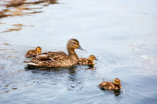 Photo of Mother duck swimming on the pond with her ducklings