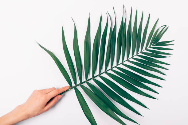 istock Female's hand holding lush green palm leaf 1075424764