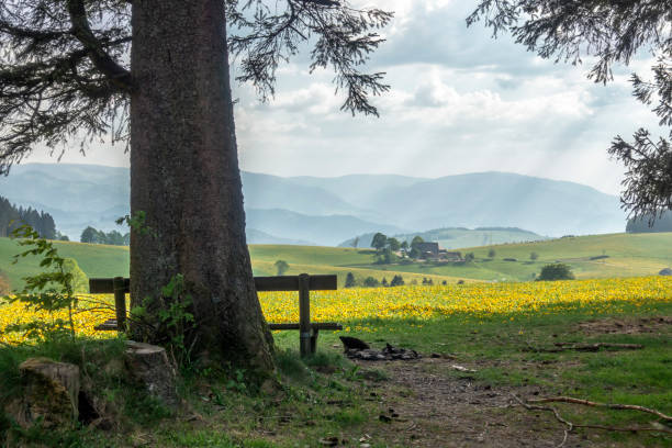 landscape of meadow with summer flowers blooming and forrest in Germany