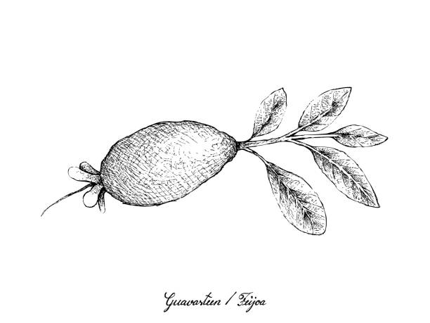 ilustraciones, imágenes clip art, dibujos animados e iconos de stock de mano dibujada de guavasteen frutas sobre fondo blanco - feijoo