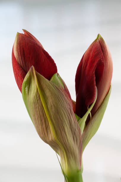 istock Buds of a red Amaryllis flower 1075432230