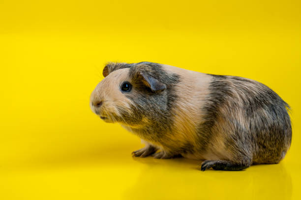 istock Smooth-haired guinea pig beige-black colors on a yellow background 1075432762