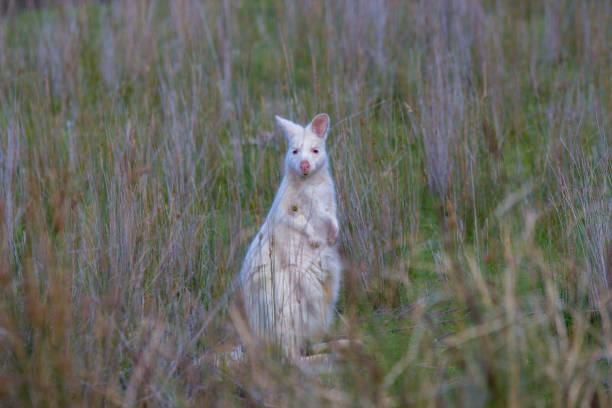 istock rare albino wallaby 1075435816