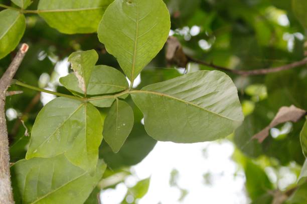 istock Rare fresh young green bael leafs 1075449956