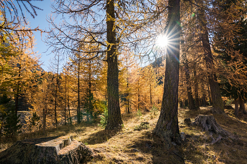 sun shines through golden yellow larch forest in late autumn in a mountain valley under a blue sky