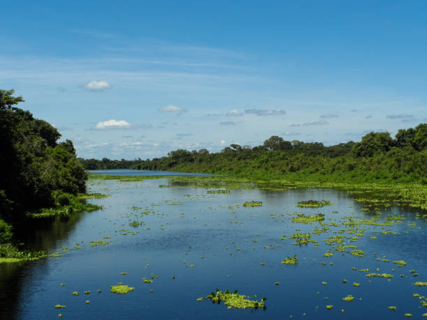 paisagem com rio e pântanos - spring forest scenics wetland - fotografias e filmes do acervo