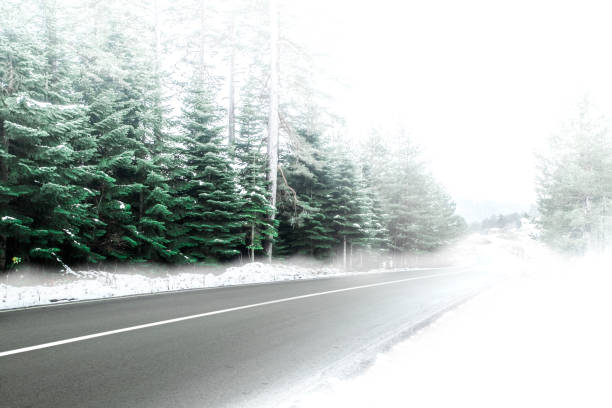 Thuringia, Germany: A snowy path between coniferous trees in the winter forest.