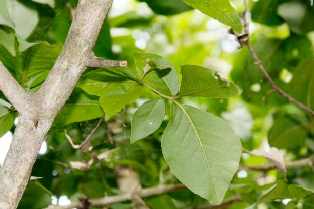 istock Rare fresh young green bael leafs 1075465738