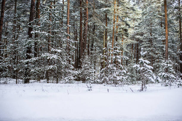 istock Snow-covered pine forest on a sunny winter day, Estonia 1075468524