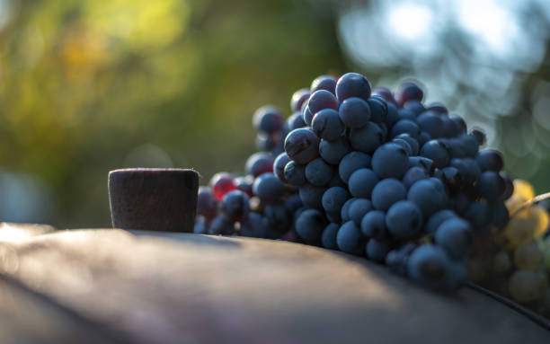 istock Blue grapes on the wine barrel in the vineyard. 1075469284