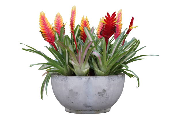 Cluster of red vriesea bromeliad with flowers in concrete container isolated on white background Cluster of red bromeliad with flowers in concrete container isolated on white background bromeliad photos stock pictures, royalty-free photos & images