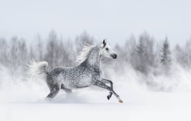 cavallo arabo grigio di razza al galoppo durante la bufera di neve. - horse winter dapple gray gray foto e immagini stock