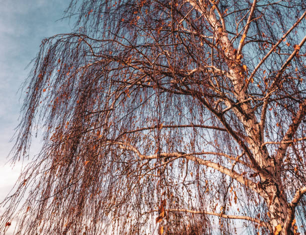 istock trees against a blue sky, countryside landscape 1075480514
