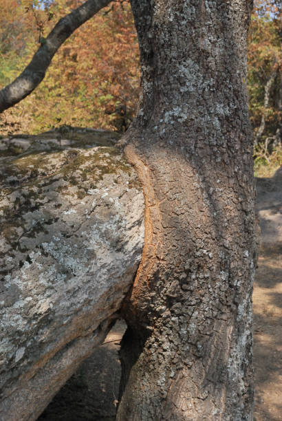 istock Beglik Tash-megalithic sanctuary, Bulgaria 1075480646
