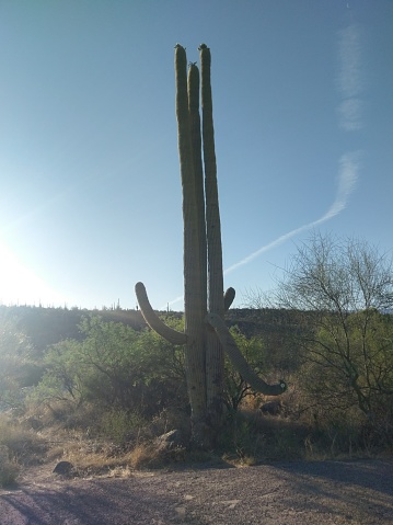 saguaro skeleton rib