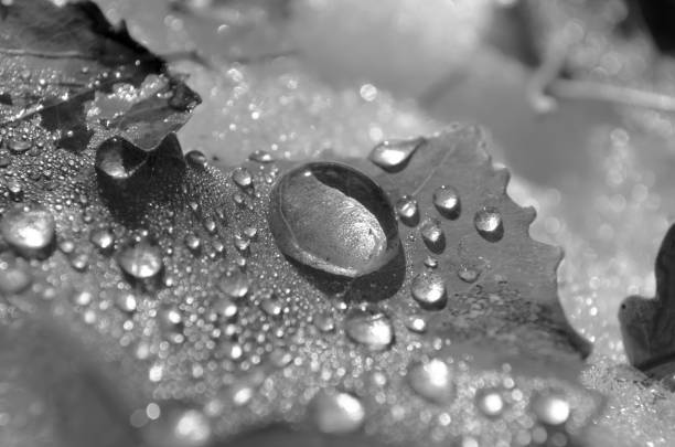 istock raindrops on autumn leaves - abstract and monochrome 1075484286