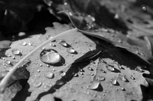 istock raindrops on autumn leaves - abstract and monochrome 1075484474