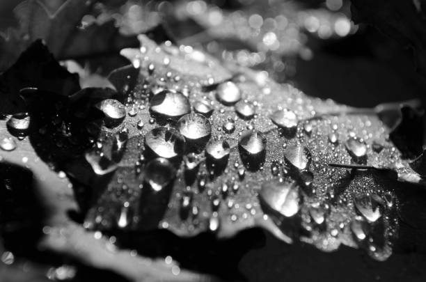 istock raindrops on autumn leaves - abstract and monochrome 1075484528