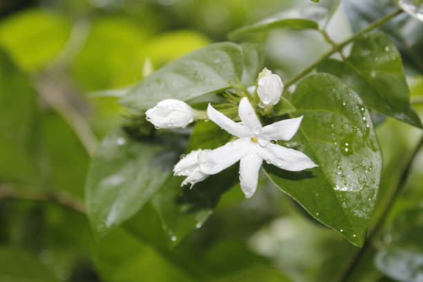 istock Soft star jasmine flower and buds macro with copy space for text or word 1075485060