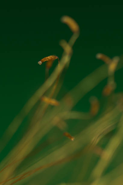 istock Capsules and stems of moss 1075485992