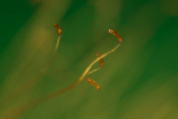 istock Stem and capsule of moss 1075486180