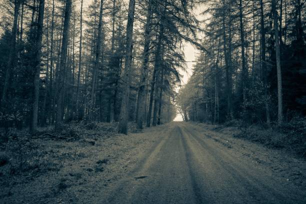 흑인과 백인 숲도 - forest spooky sequoia woods 뉴스 사진 이미지