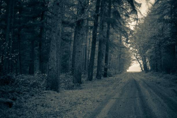 istock Road through a forest in black and white 1075486826