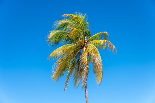 istock Tall coconut tree in the Caribbean 1075488684