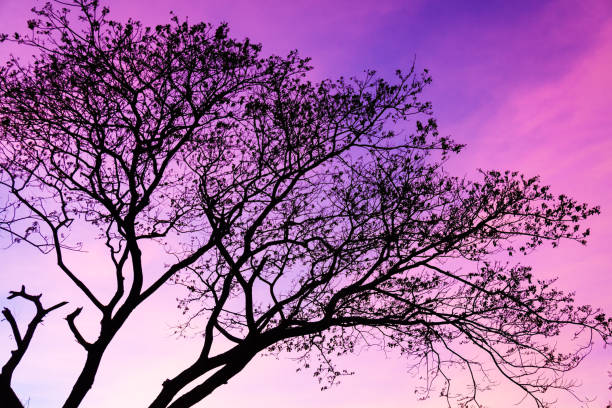 istock A silhouette of a tree with a purple sky at dusk 1075498540