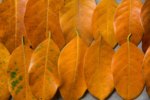 istock Dry leaves texture of autumn on cement background 1075502412