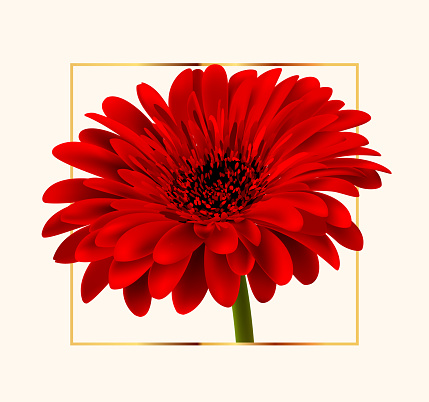 Gerbera Flower Background