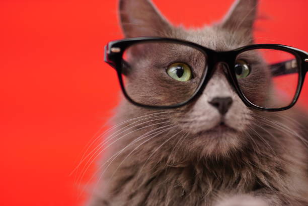 istock Nebelung Cat Portrait With Glasses 1075508962