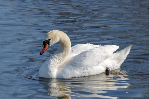 istock Beautiful young swan swimming on a blue water surface 1075514540