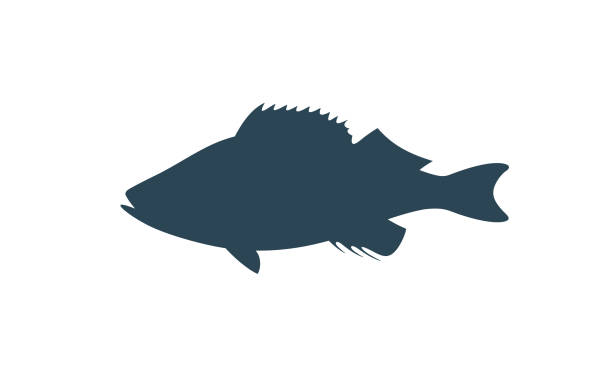 쏨 실루엣입니다. 흰색 배경에 고립 된 쏨 - freshwater fish stock illustrations