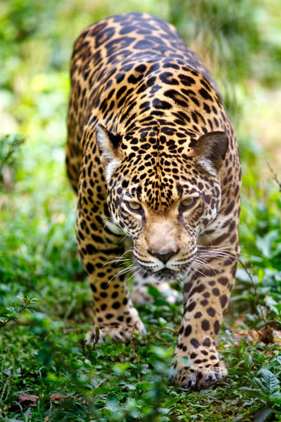jaguar (panthera onca) nella foresta pluviale amazzonica. - iquitos foto e immagini stock