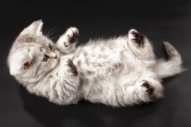 istock Scottish Straight kitten laying on its back 1075524512