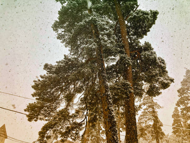 istock Snowfall. Trees in the snow. Mountain ski resort Bakuriani 1075528854