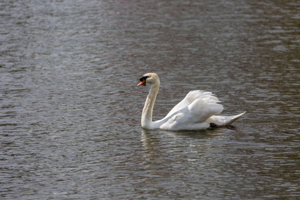 istock White swan in water 1075530246
