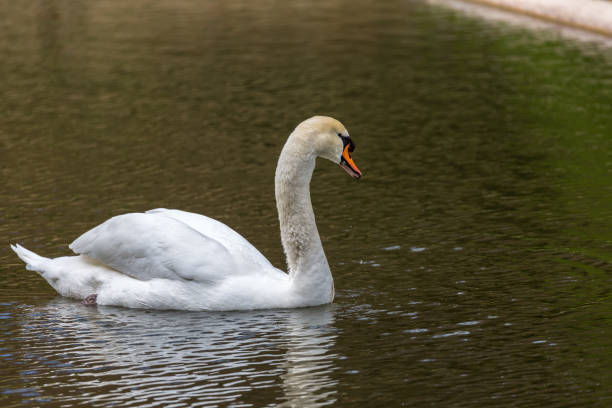 istock White swan in water 1075530614