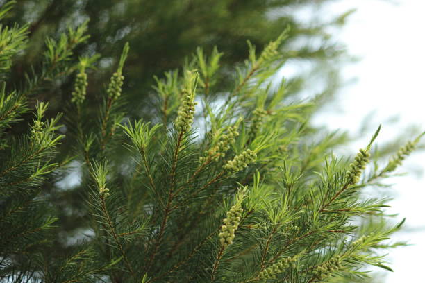 arbre à thé (herbes) - plant oil photos et images de collection