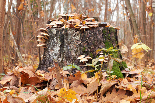 Mushrooms over the stump